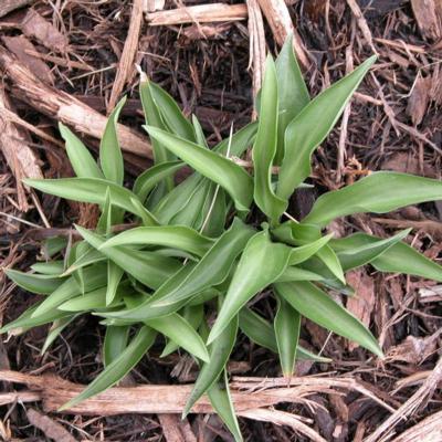 Hosta 'Paradise Puppet'